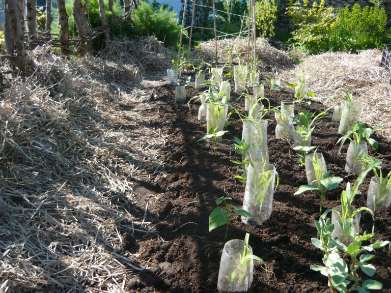 the three sisters 021