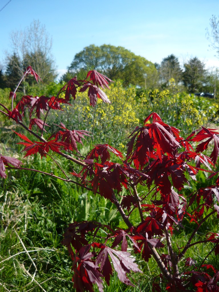 the three sisters 046