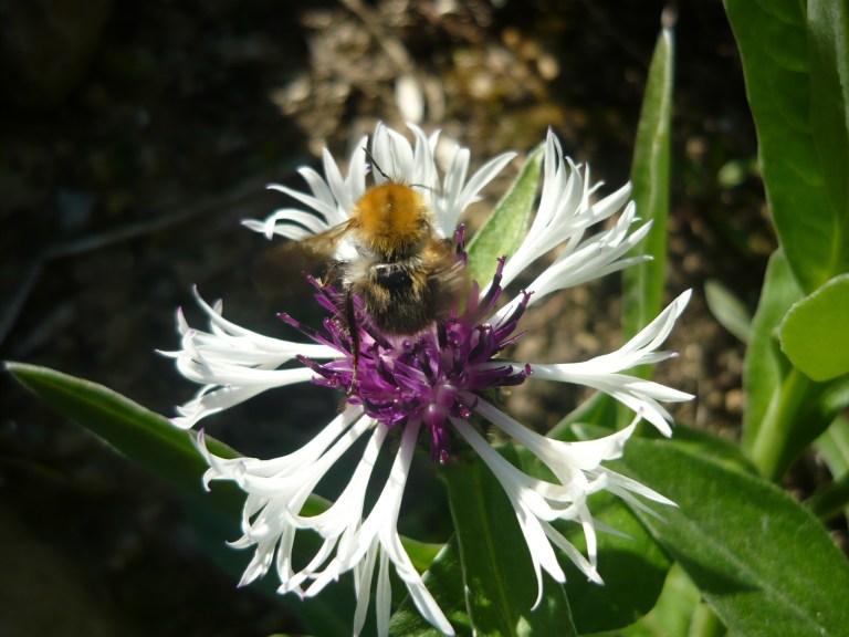 the three sisters 060