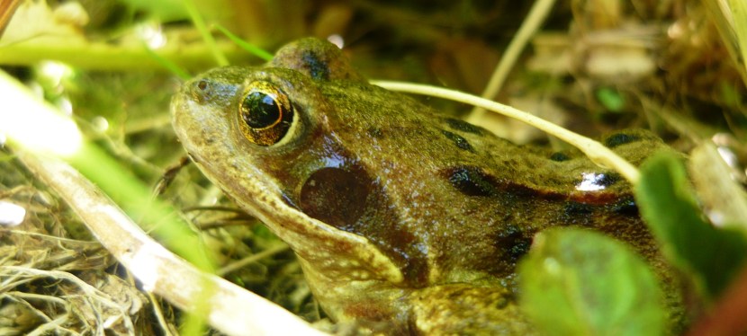 Wildlife watch in&nbsp;May.