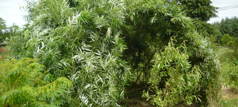 A living willow&nbsp;dome.