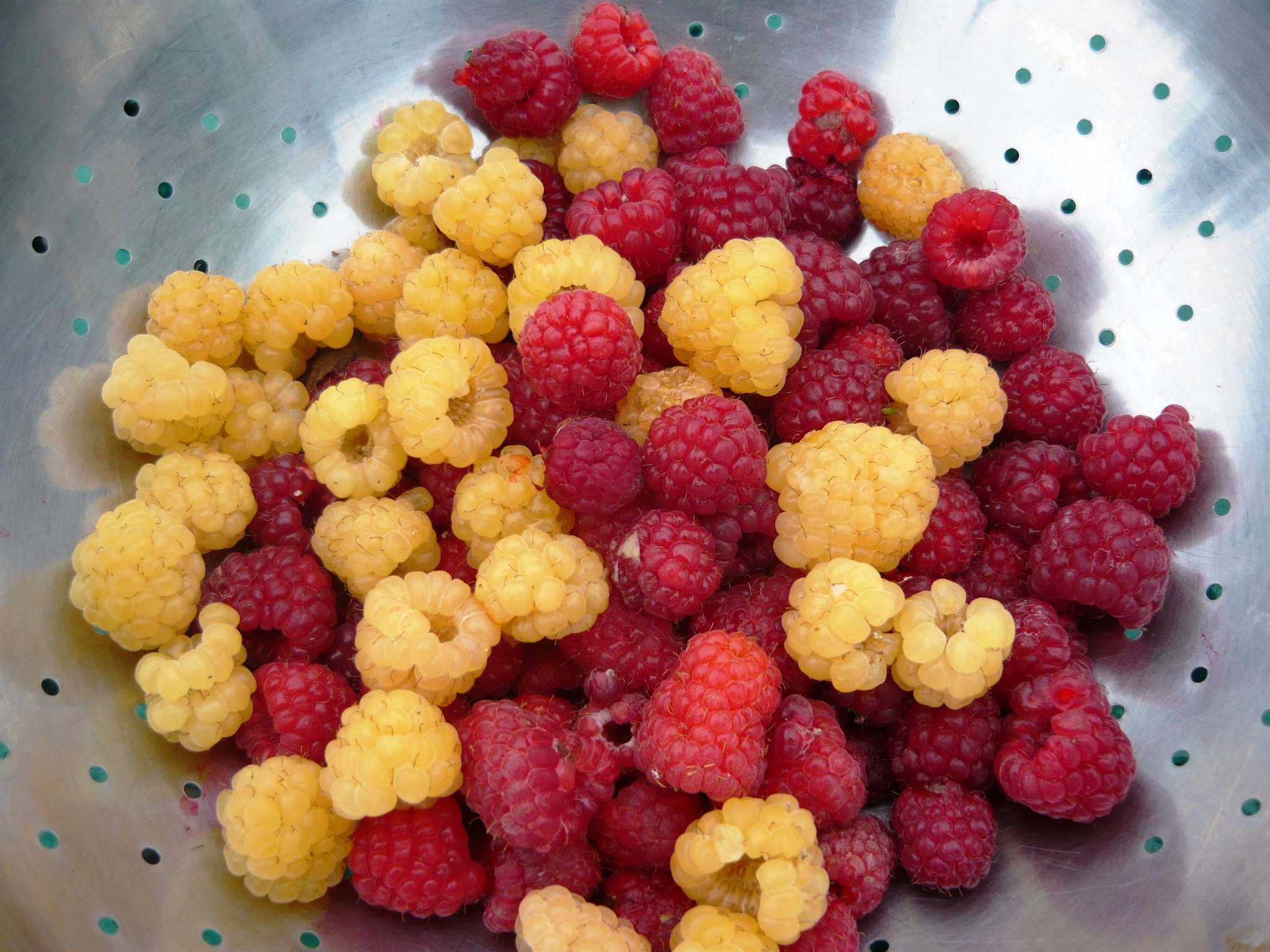 raspberries 017