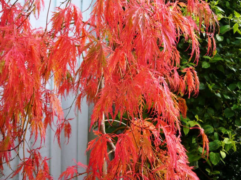 september-garden-004