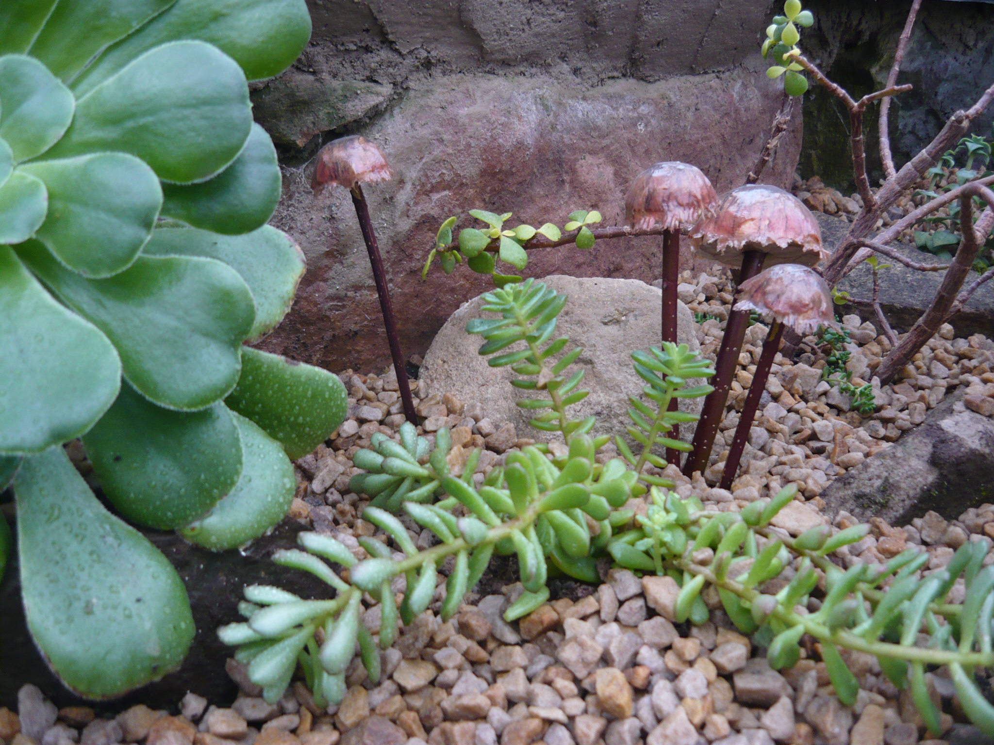 succulents-032