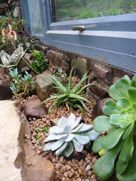 succulents-049