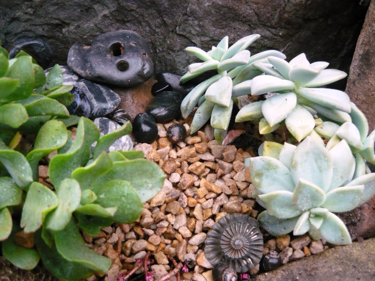 succulents-078