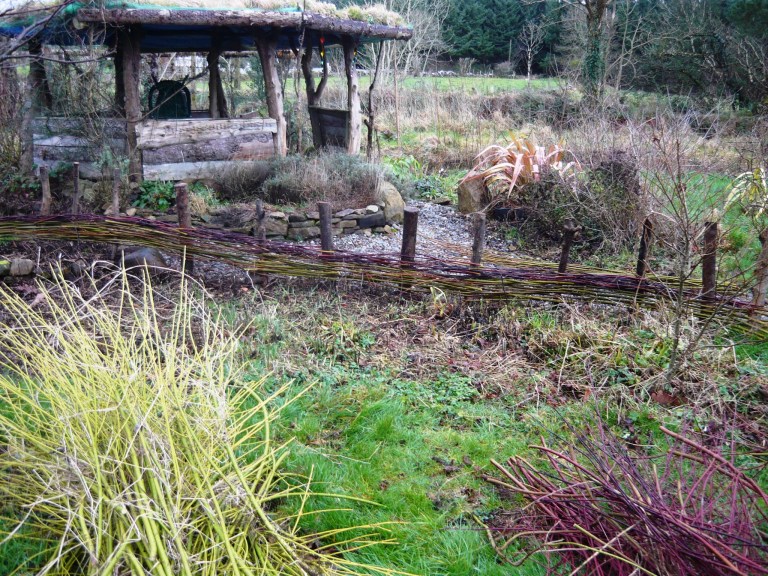 willow-and-frogs-031