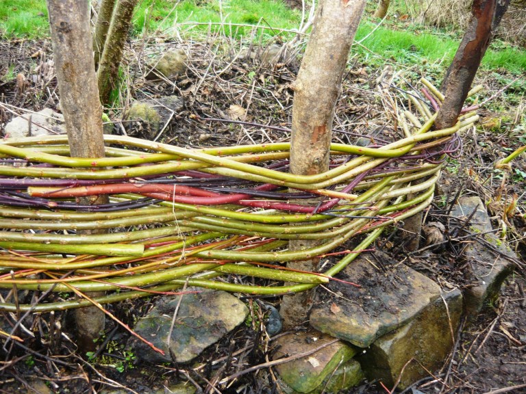 willow-and-frogs-037