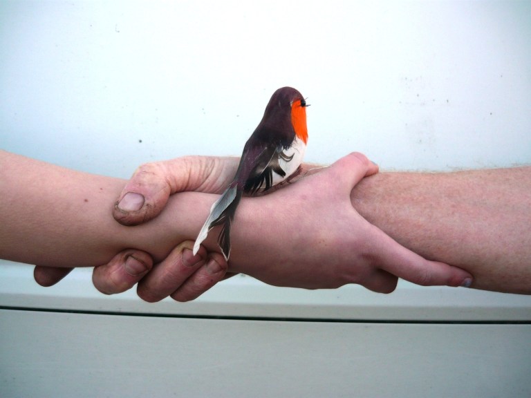 stumpery and logo 045