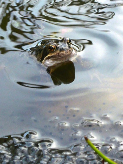 willow and frogs 119