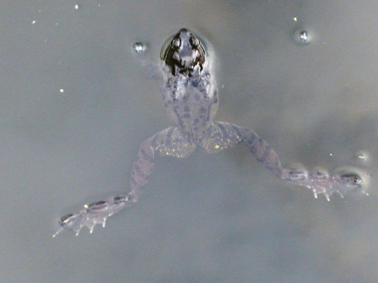 willow and frogs 130