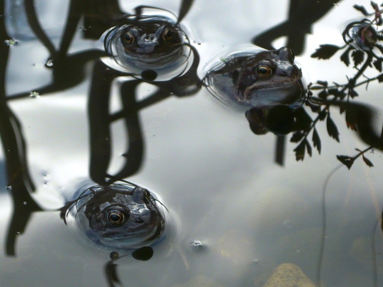 willow and frogs 134