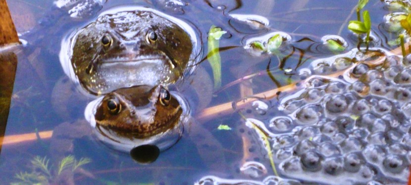 F is for Frog and&nbsp;February.