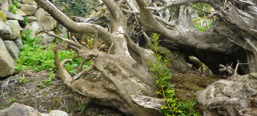 Our stamp on the&nbsp;stumpery.