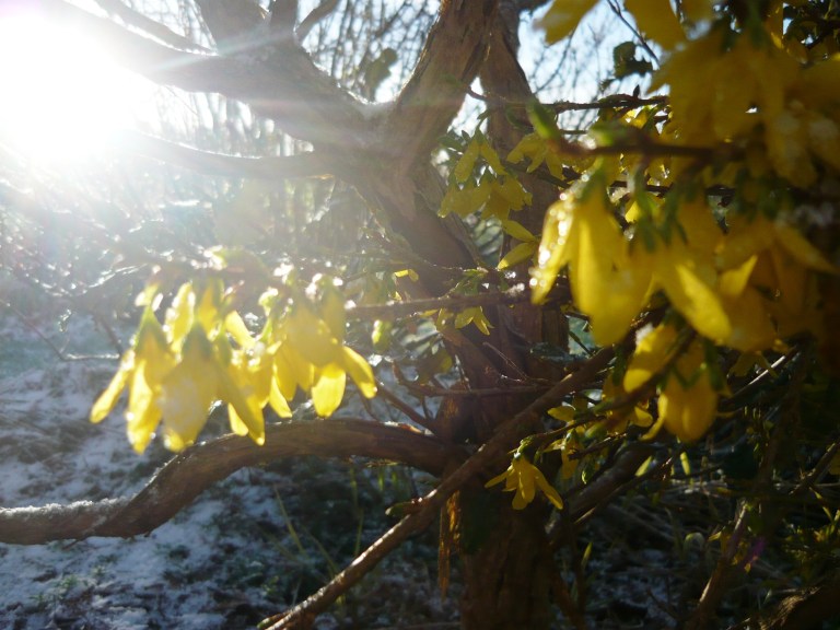 mosaic, snow and stumpery 106