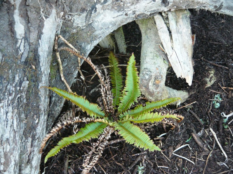 stumpery and logo 039