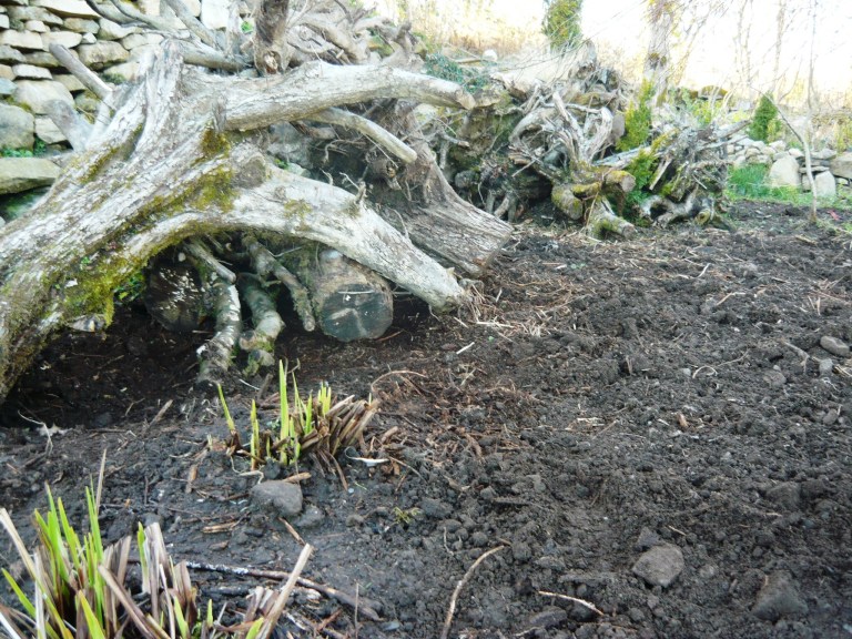 stumpery and logo 041