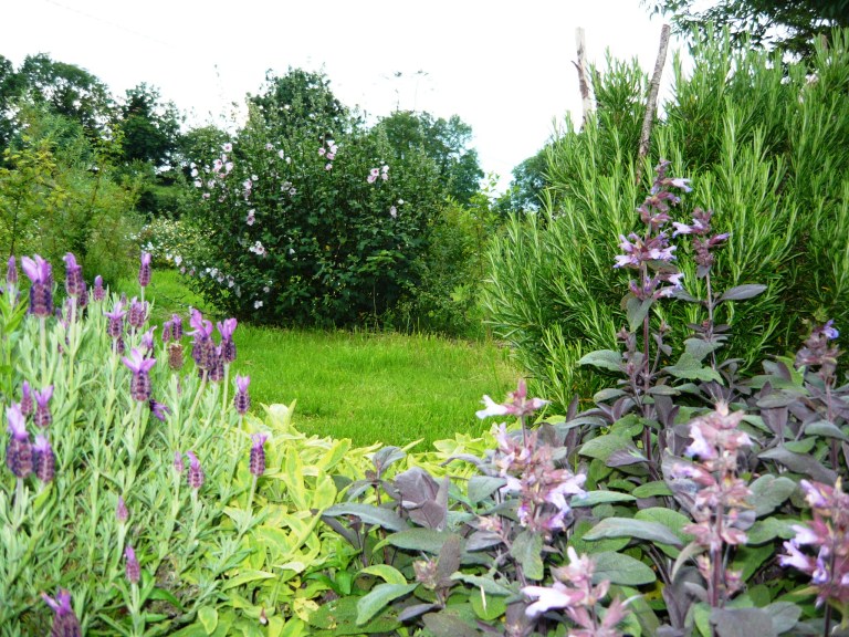 garden and floor july 032