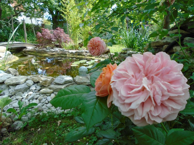 sweden and garden 073