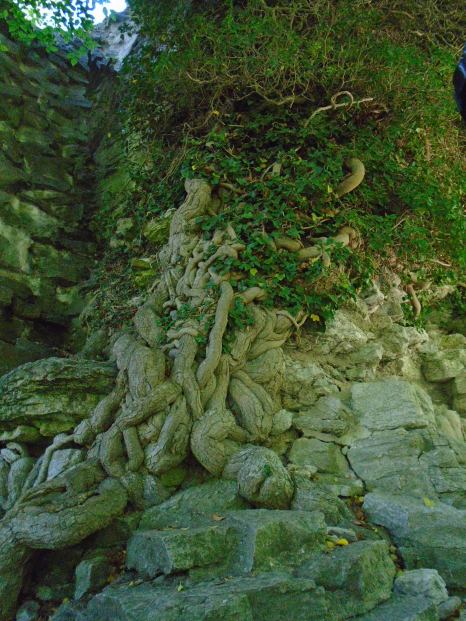 sweden and garden 161