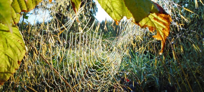 August in the forest&nbsp;garden.