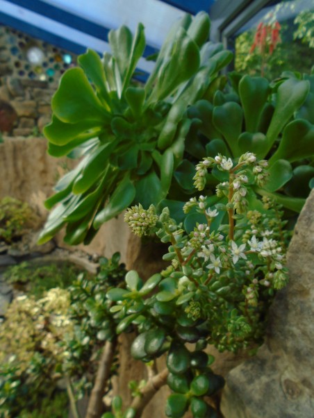 conservatory and acers 086