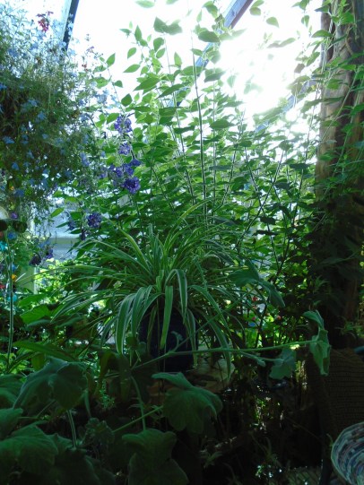 conservatory and acers 092