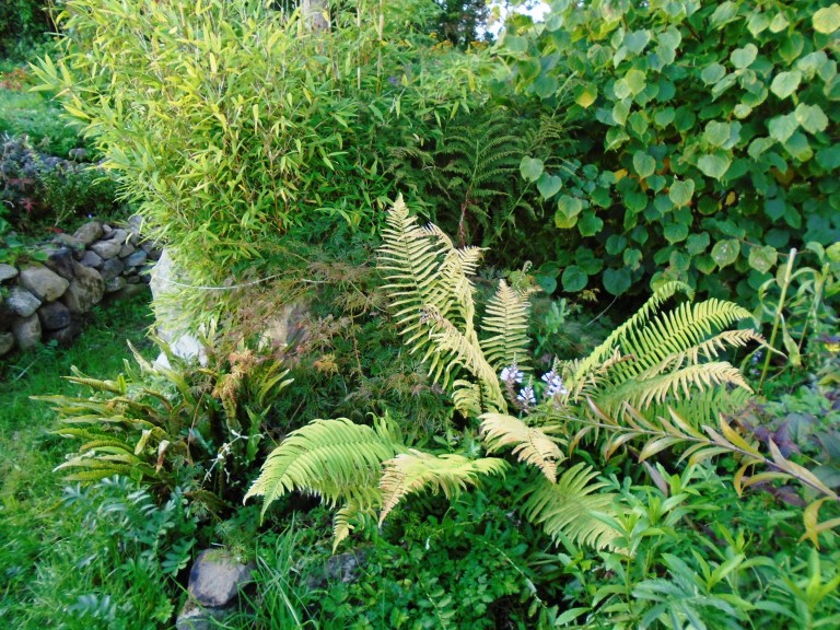 succulents and community garden 014