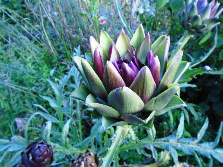 succulents and community garden 015