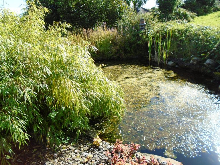 succulents and community garden 032