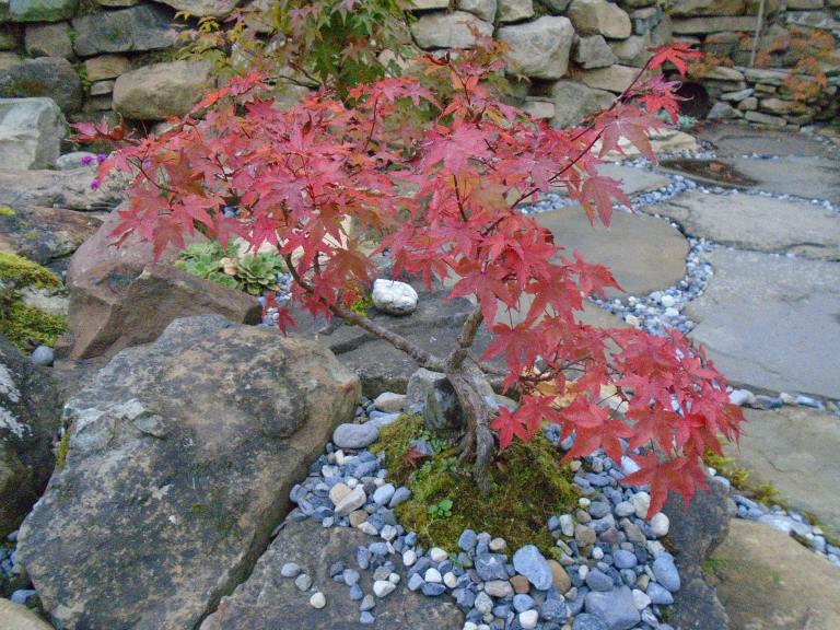 conservatory and acers 002