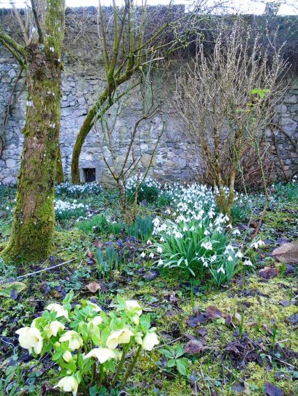Snowdrops 129