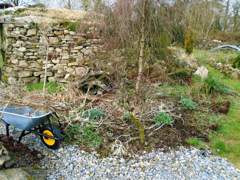 community garden 25th of Feb 004