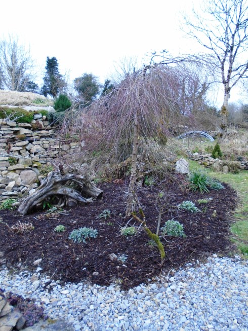 community garden 25th of Feb 056