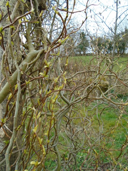 gotland and garden 066