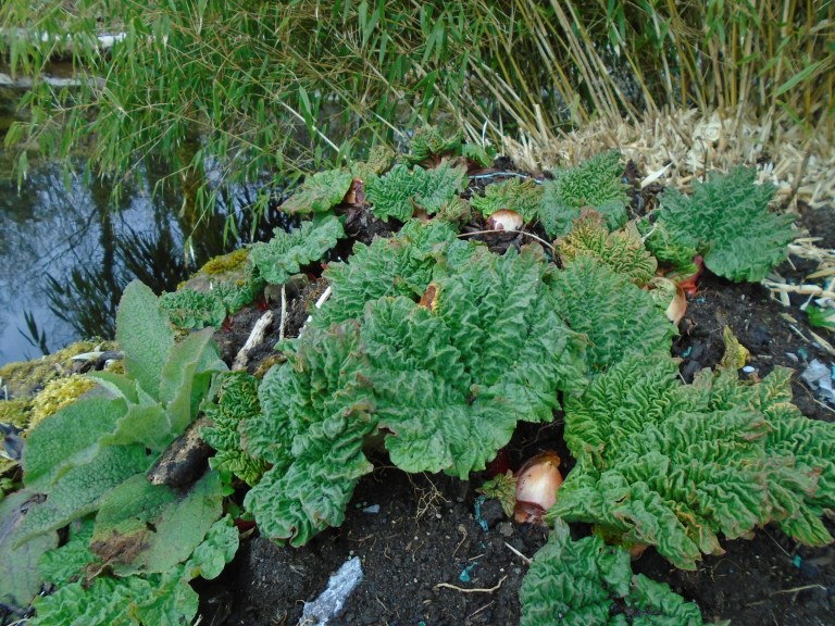 gotland and garden 074