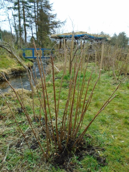 gotland and garden 075