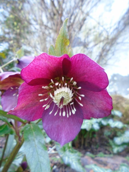 hellebore and float 005
