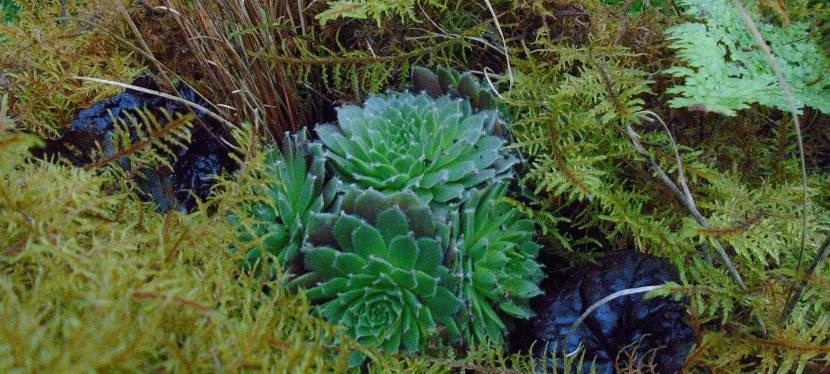 A sustainable arrangement.