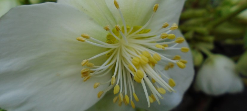 Floral notes in&nbsp;December.