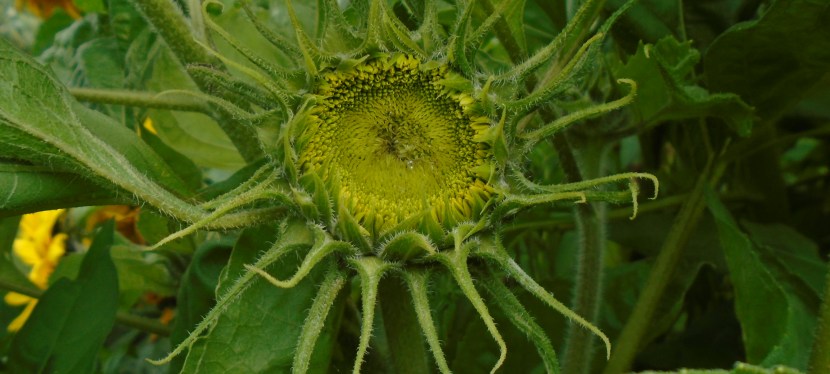 The green sanctuary.