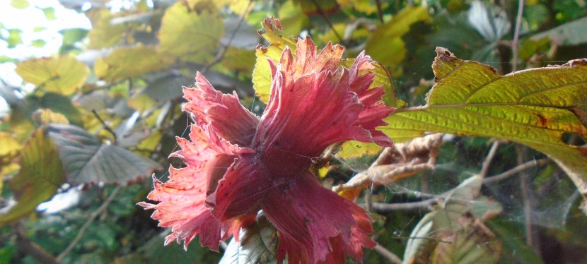 Let’s build an&nbsp;ARK