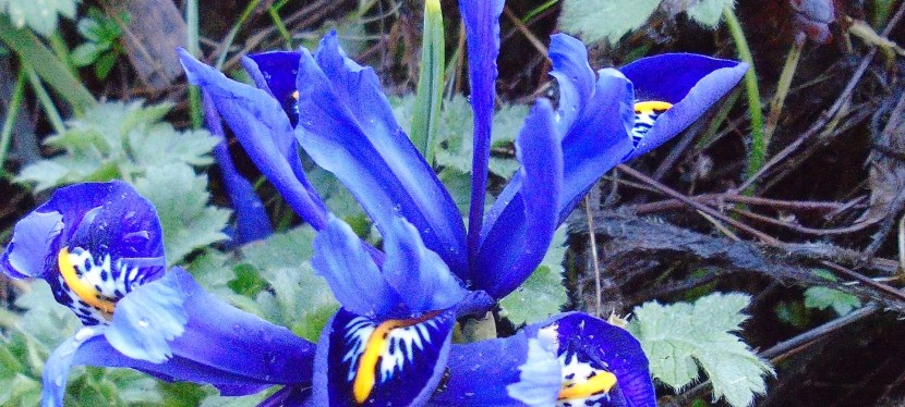 Something old, something new something borrowed and something&nbsp;blue.