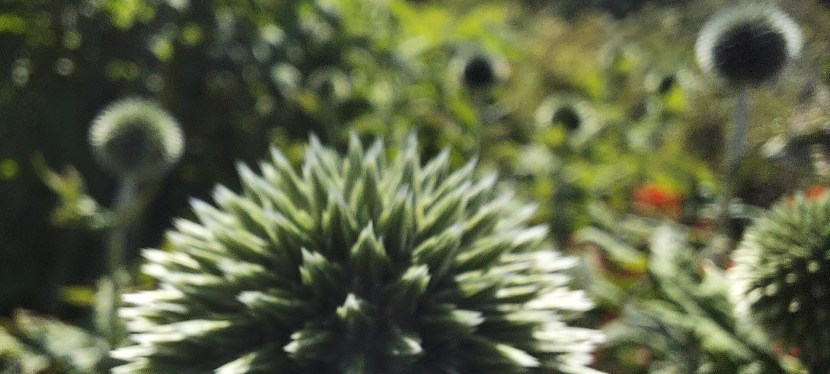 High Summer on the&nbsp;land